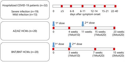 Comprehensive assessment of SARS-CoV-2 antibodies against various antigenic epitopes after naive COVID-19 infection and vaccination (BNT162b2 or ChAdOx1 nCoV-19)